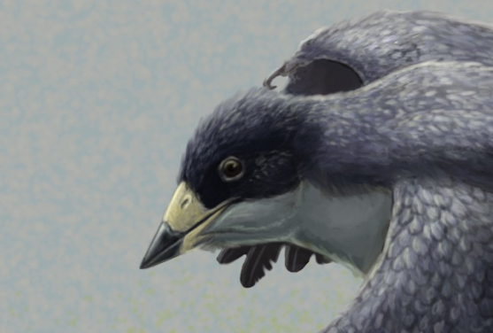 Figure 4. Reconstruction of the early fossil beaked bird Confuciusornis. The beak of Confuciusornis was previously studied by this team (see note 1) and found to have strength similar to birds eating plants or insects. Image credit: Gabriel Ugueto.
 